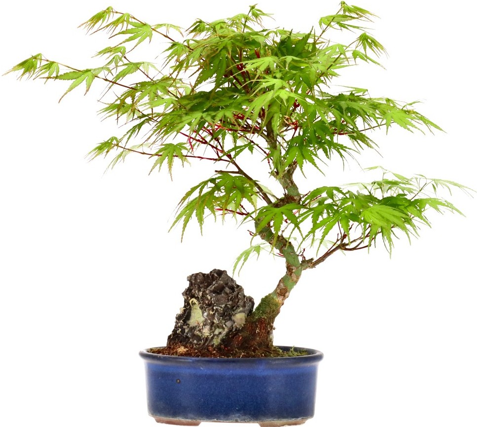 [A015] Érable palmé, env. 12 ans