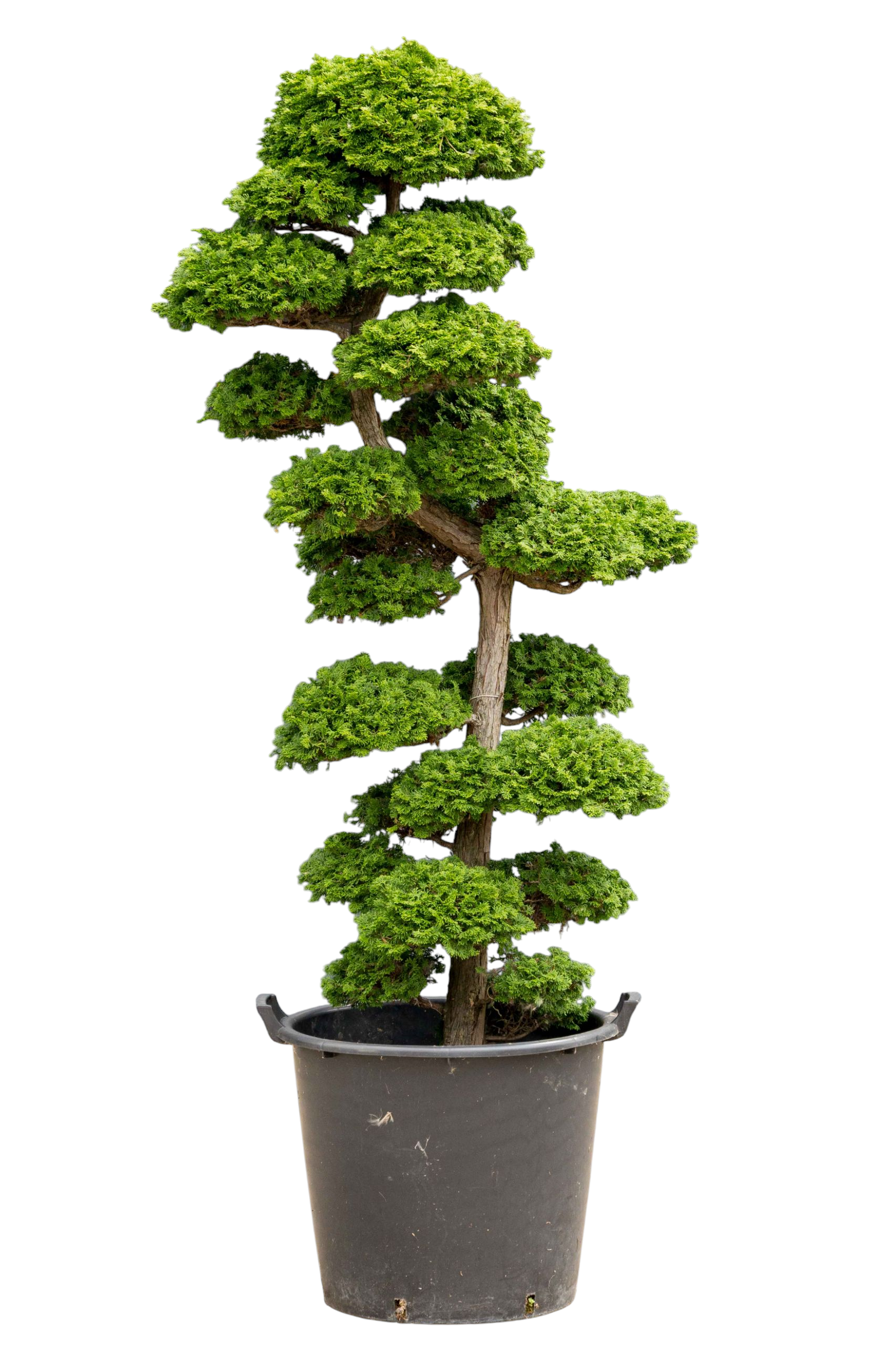 Tuinbonsai - Cypres, ca. 30 jaar