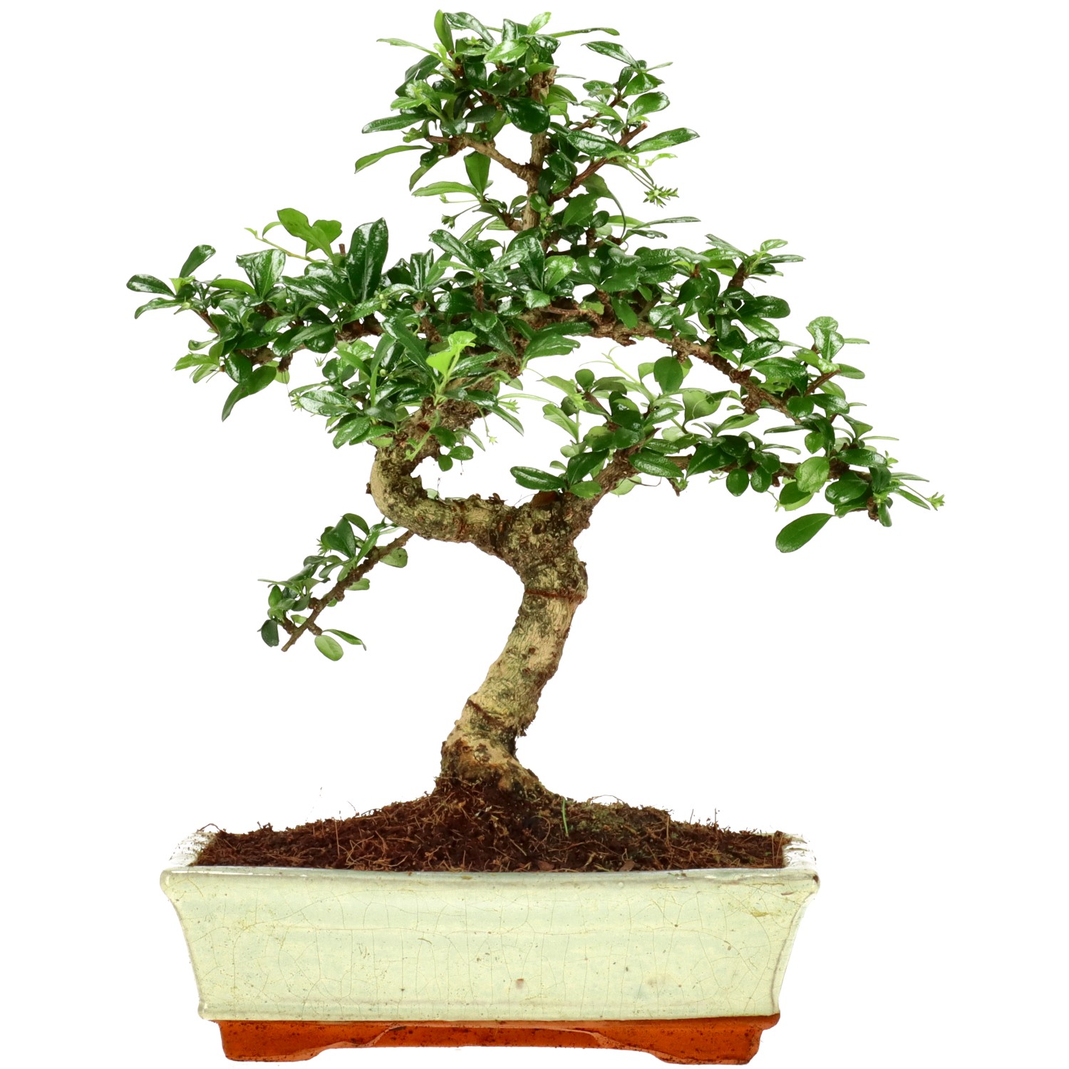 Árbol del Té de fukien, aprox. 12 años (32 cm)