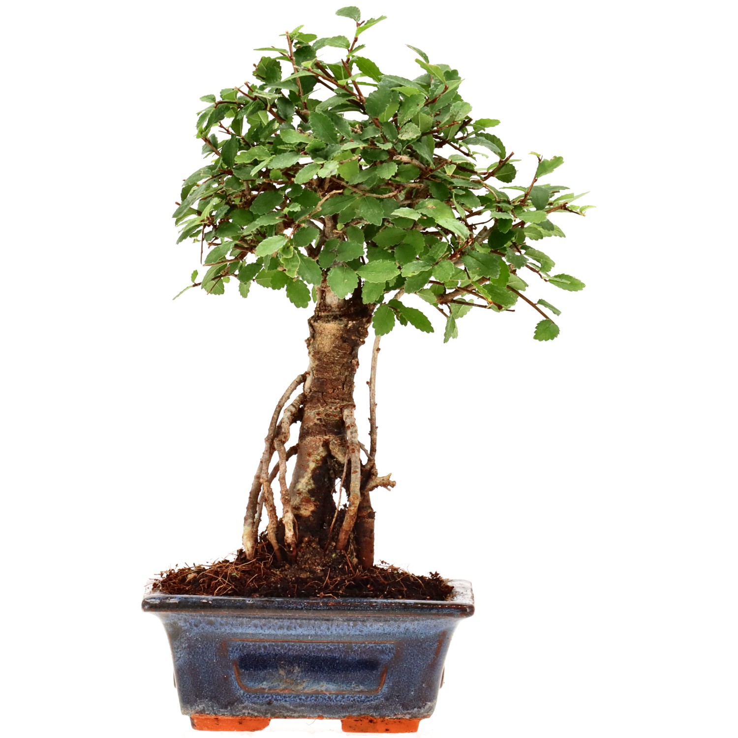 Olmo cinese, ca. 6 anni (22 cm)