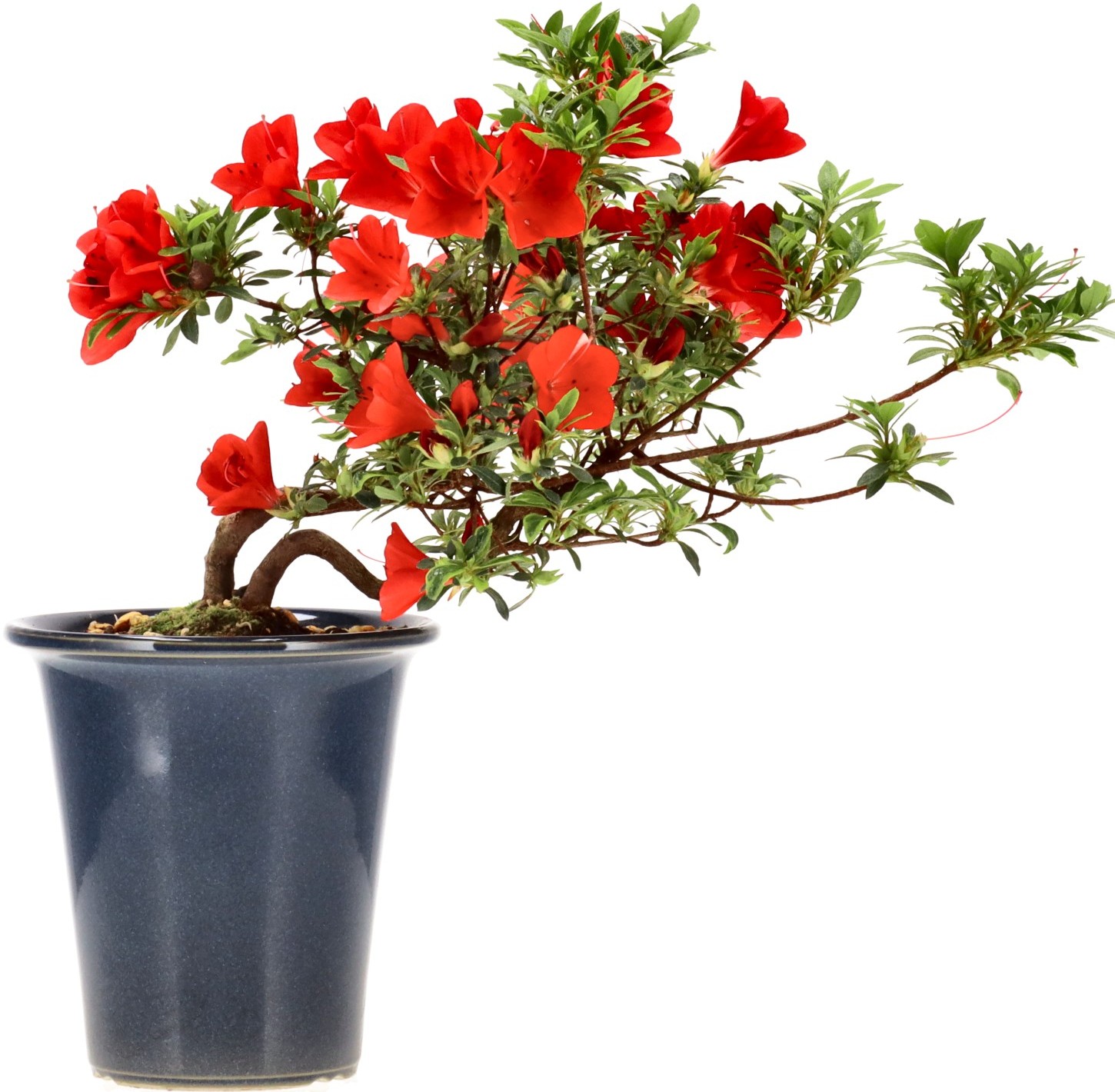 [B026] Azalea japónica, aprox. 8 annos