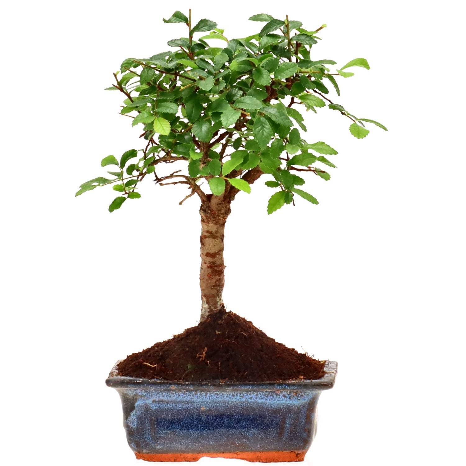 Chin. Ulme, ca. 6 J. (18 cm)