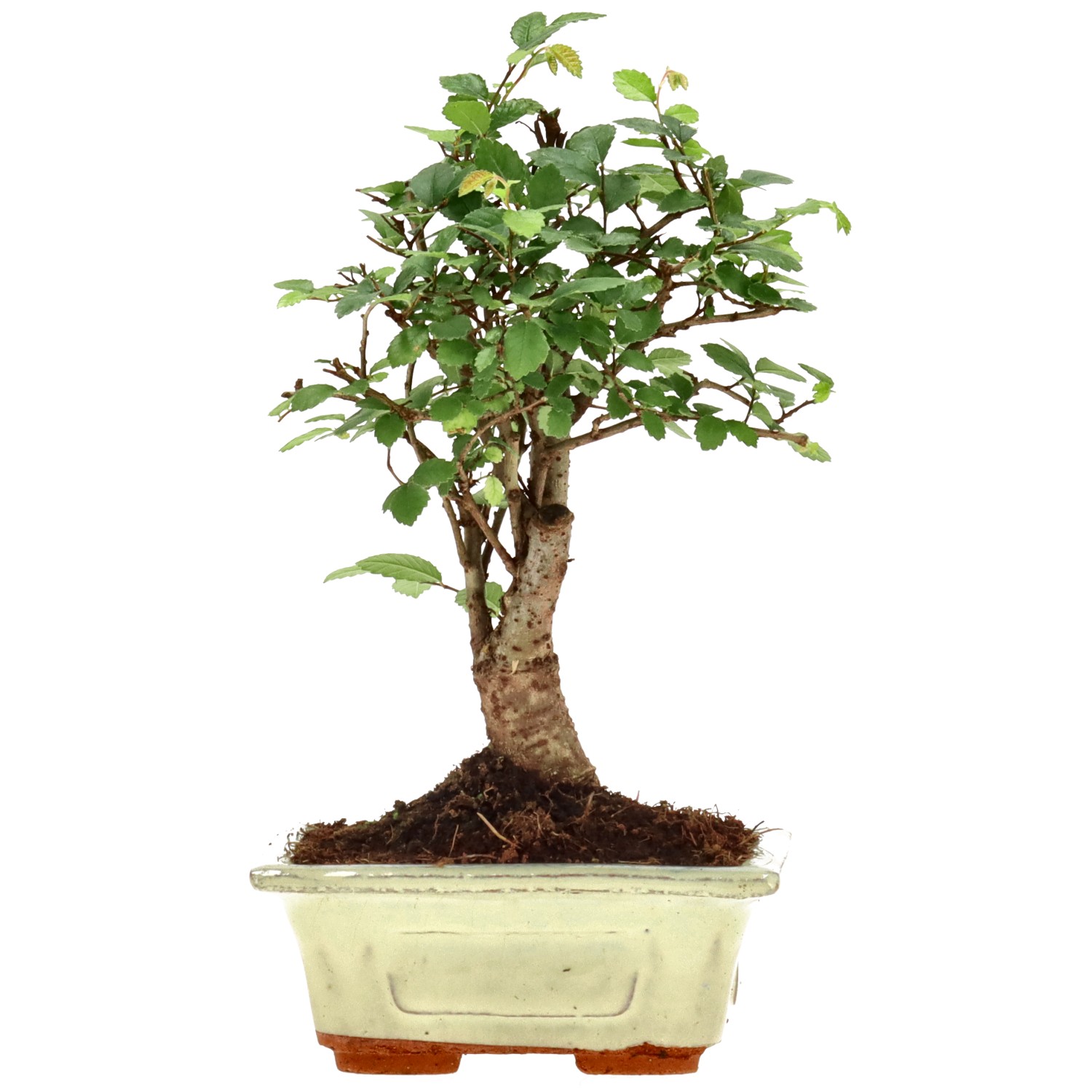 Chin. Ulme, ca. 6 J. (19 cm)