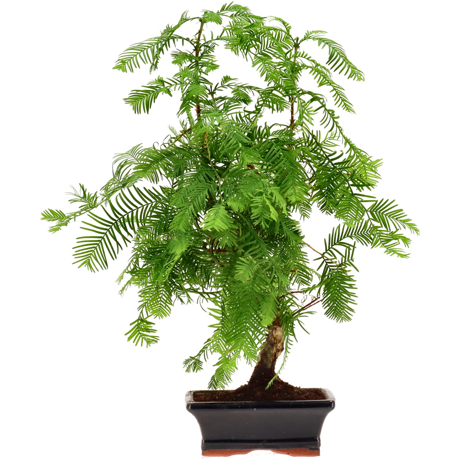 Metasequoia glyptostroboides, env. 8 ans (36 cm)