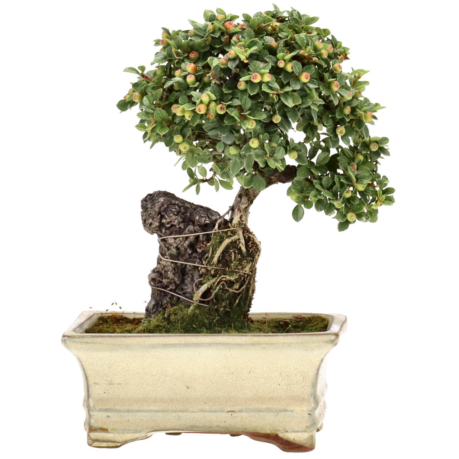 bonsai.fallbackImageTitle bonsai.fallbackImageTitle