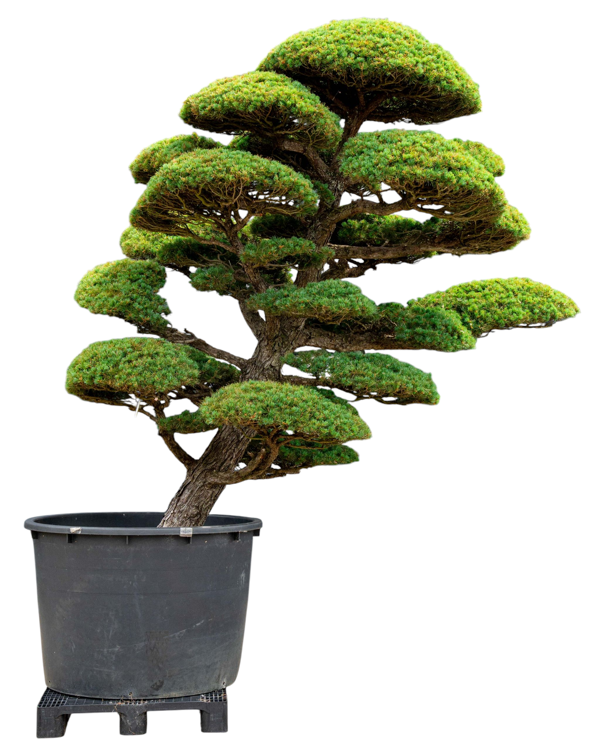Tuinbonsai - Pinus, ca. 50 jaar