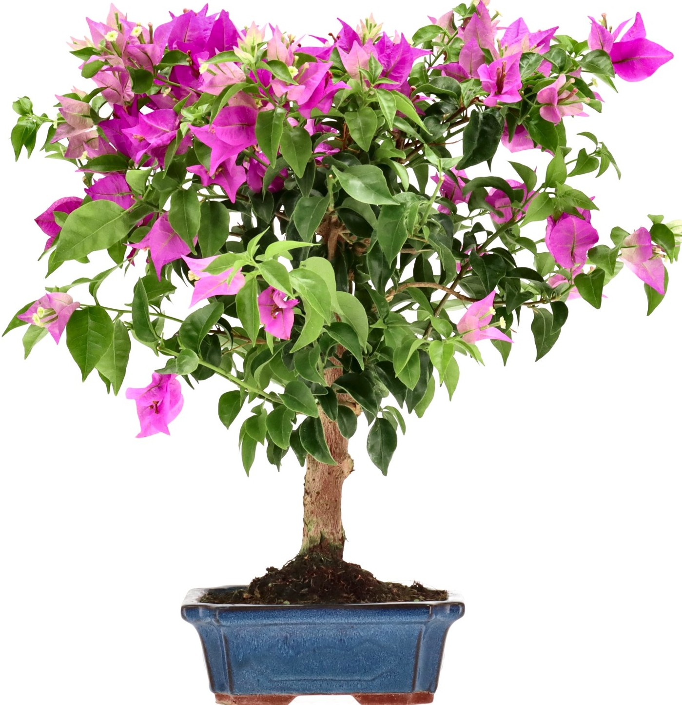 [B012] Bougainvillea, ca. 10 jaar