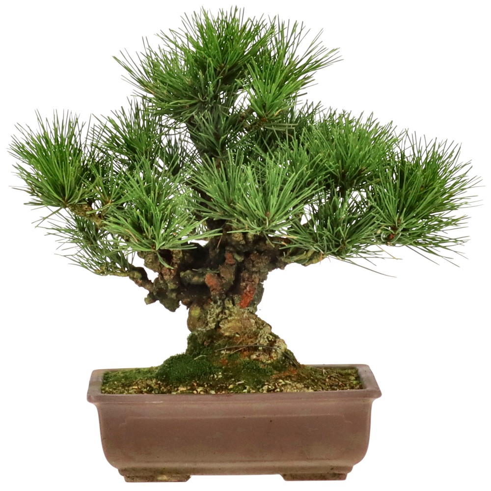 bonsai.fallbackImageTitle bonsai.fallbackImageTitle
