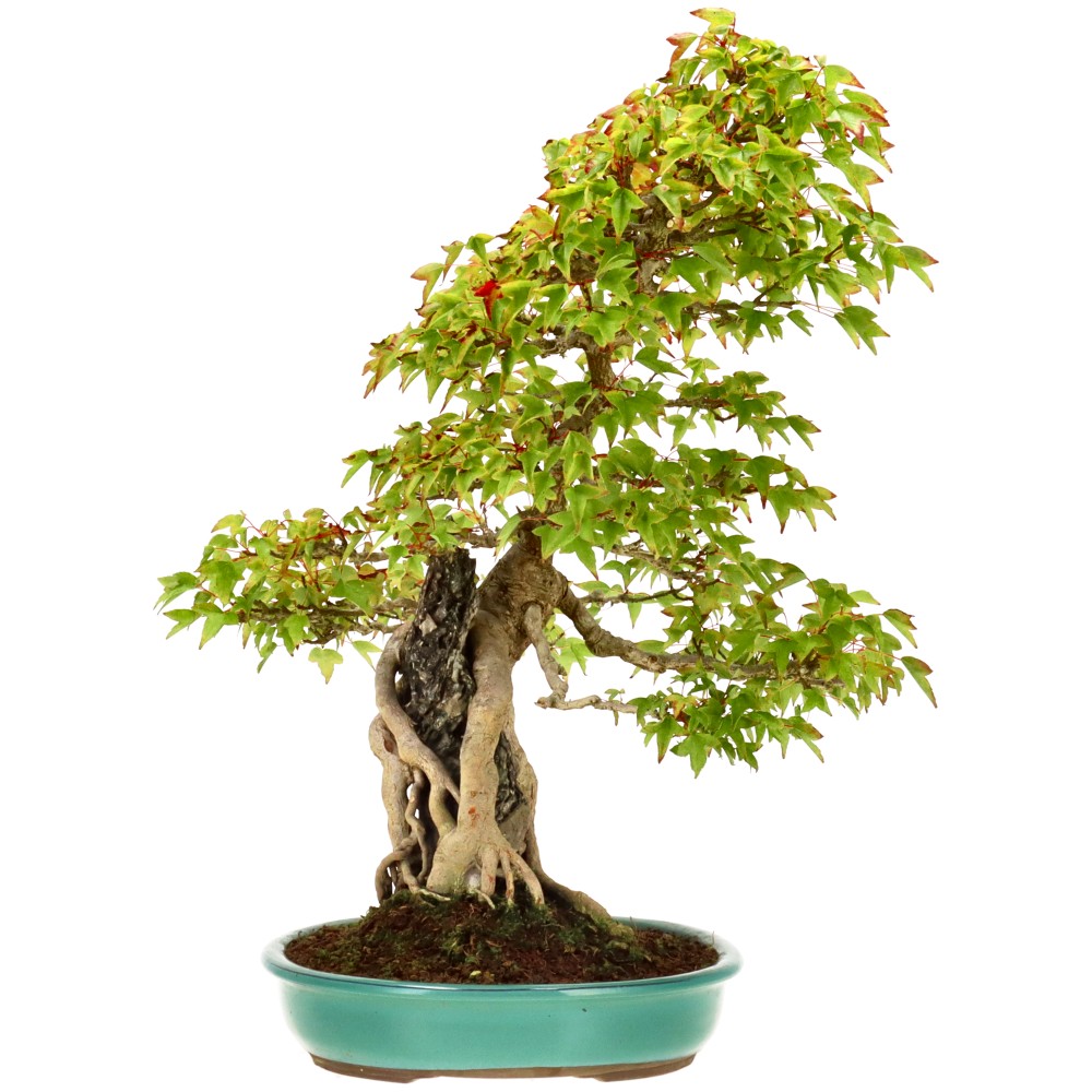 Slider Bild Slider Bild