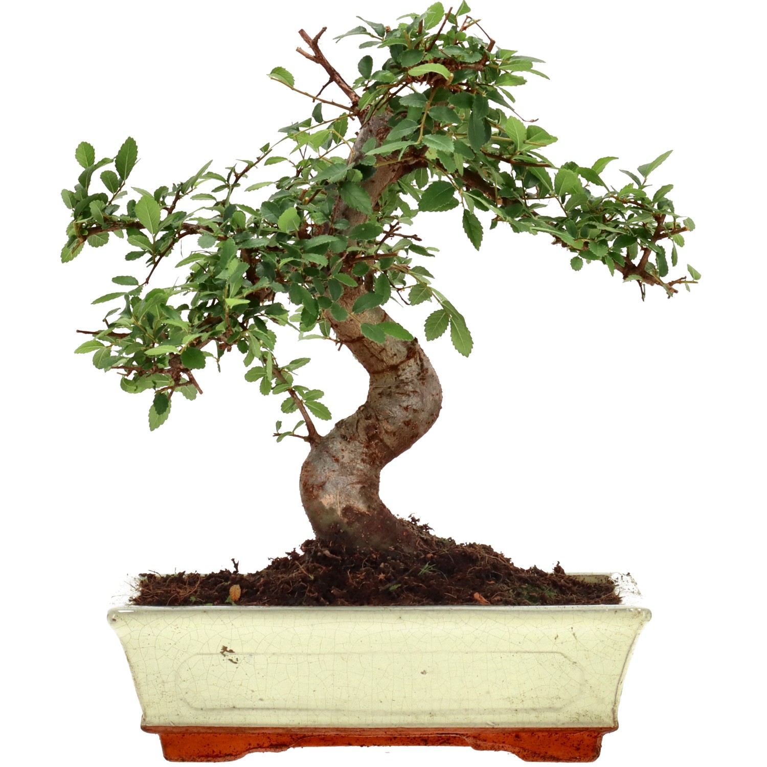 Chinese elm, approx. 12 y. (27 cm)