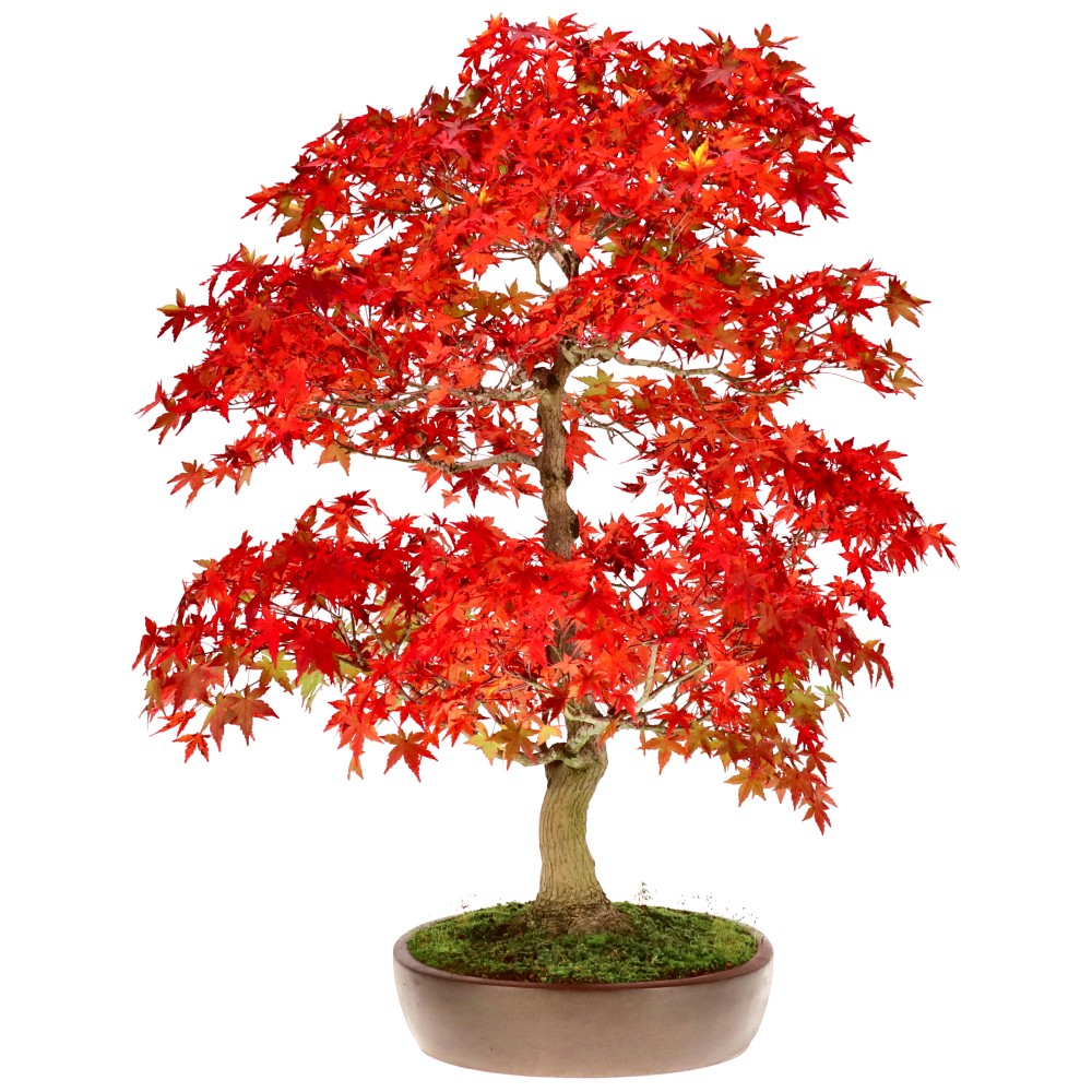 bonsai.fallbackImageTitle