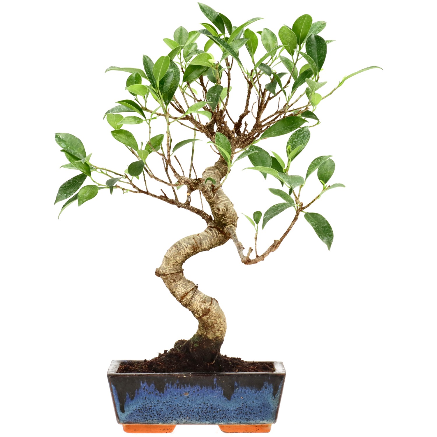 Chin. Feigenbaum (Retusa), ca. 9 J. (33 cm)