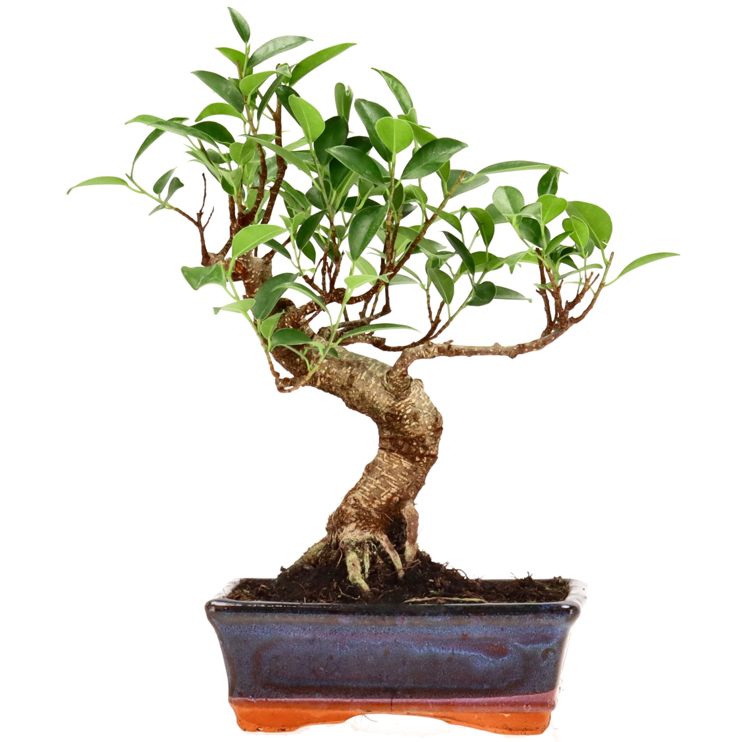 Chin. Feigenbaum (Retusa), ca. 9 J. (29 cm)