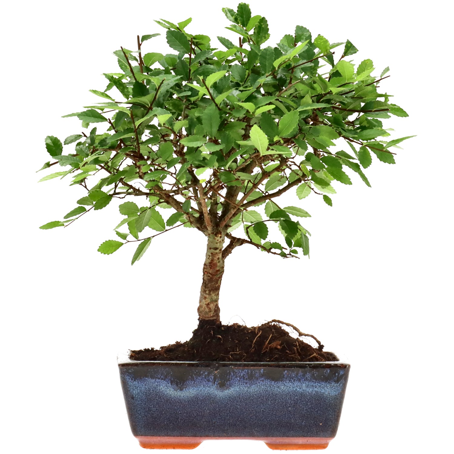 Orme de Chine, env. 7 ans (22 cm)