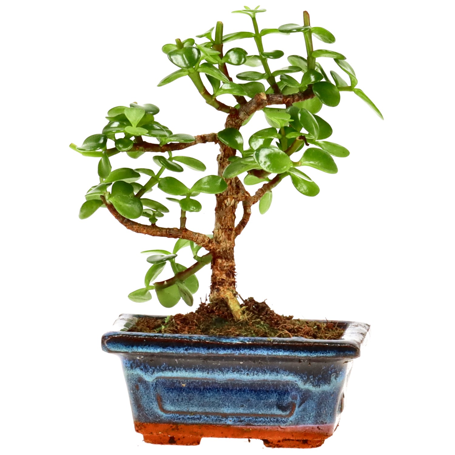 Elephant bush, approx. 5 y. (15 cm)