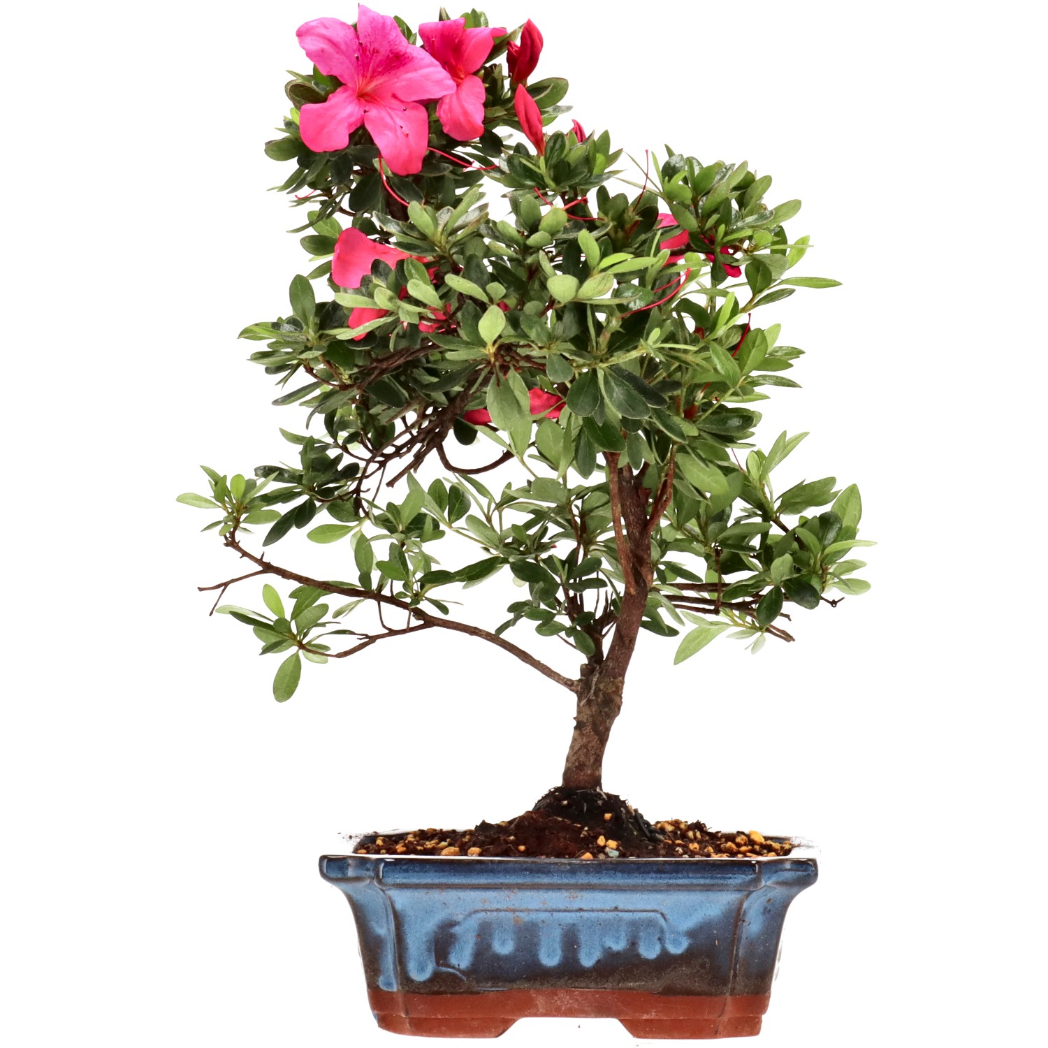 Azalea giapponese (Osakazuki), ca. 10 anni (31 cm)