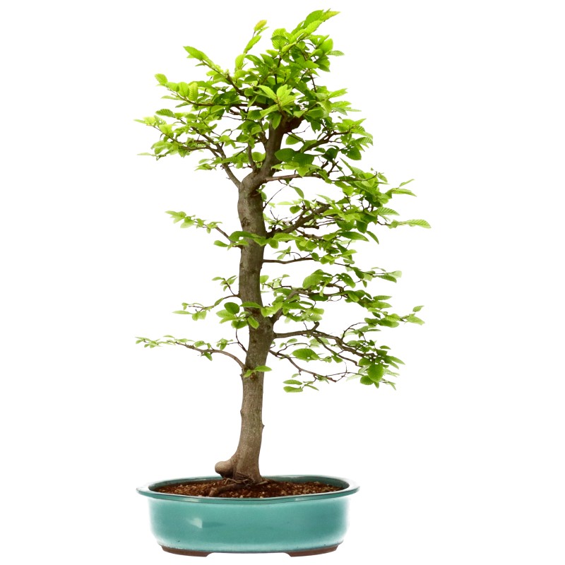 Hainbuche, ca. 14 J. (62 cm) Slider Bild
