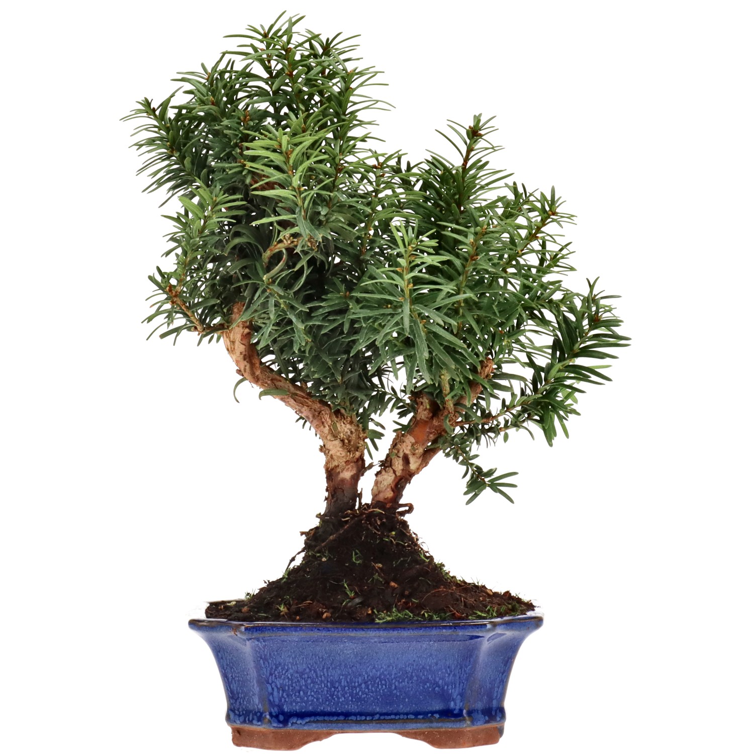 Bechereibe, ca. 10 J. (29 cm)