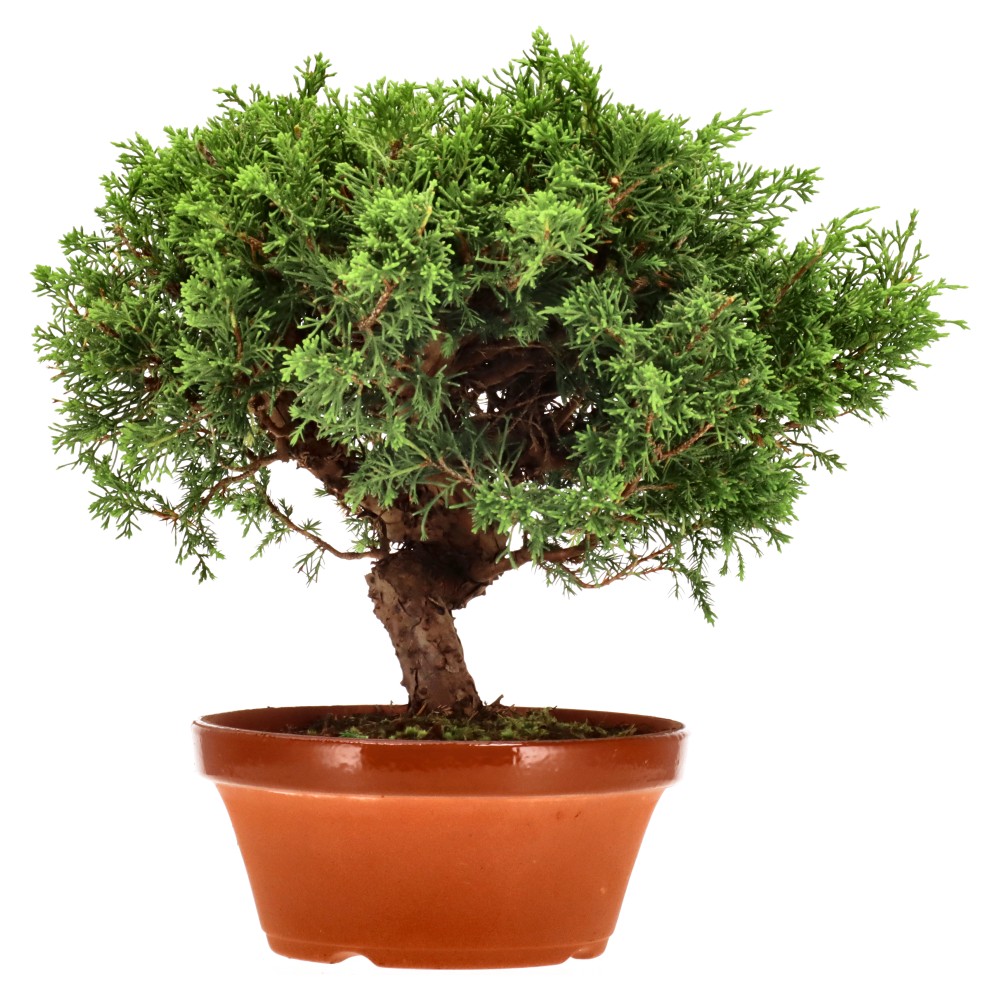 Genévrier de Chine, env. 20 ans (27 cm)