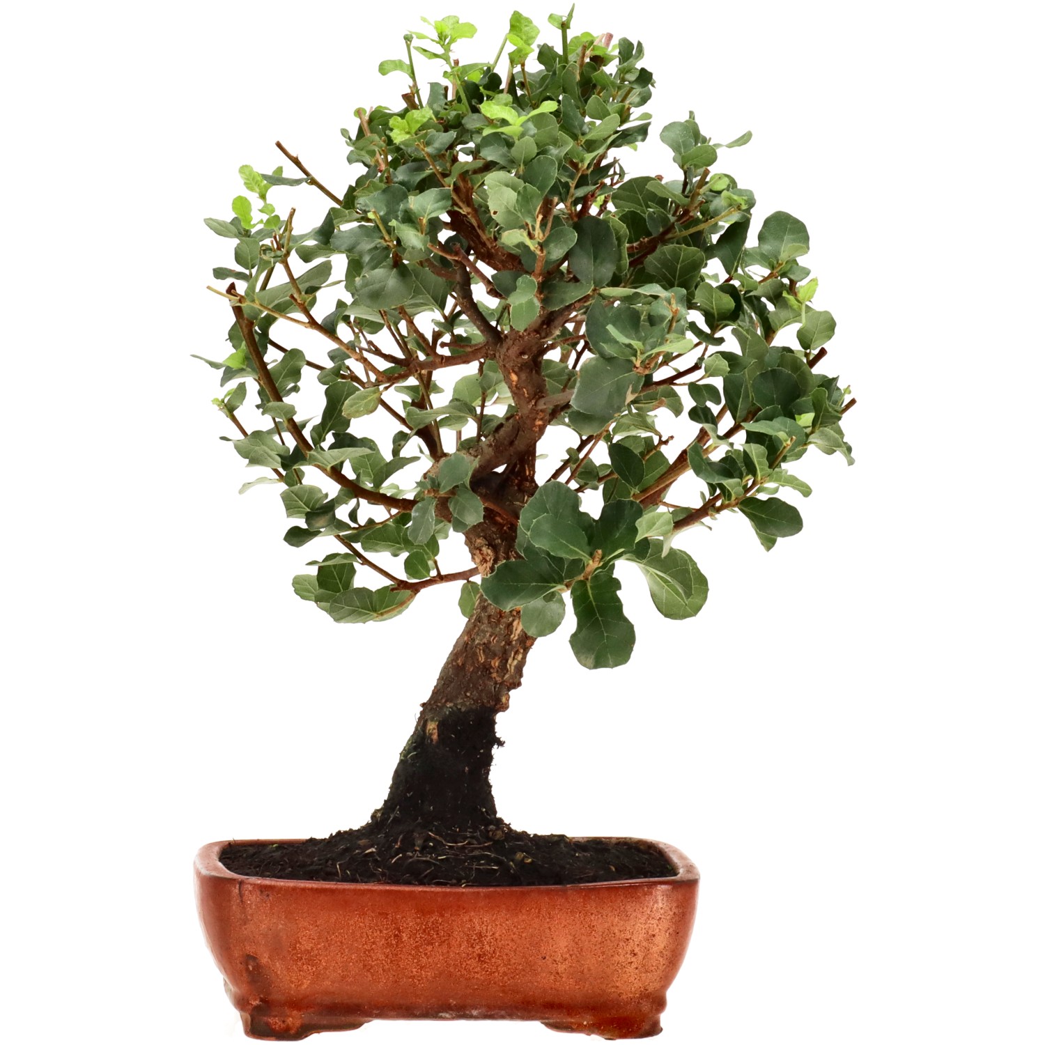 Alcornoque, aprox. 12 años (35 cm)