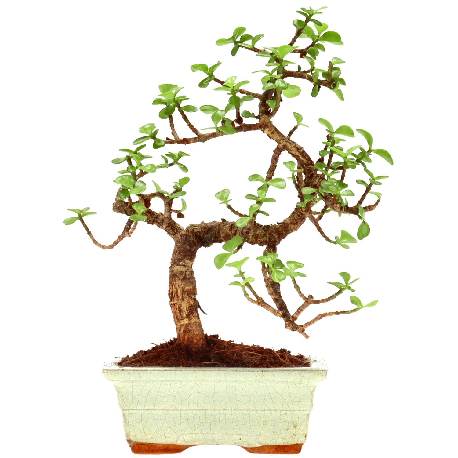 Jadebaum, ca. 7 J. (25 cm)