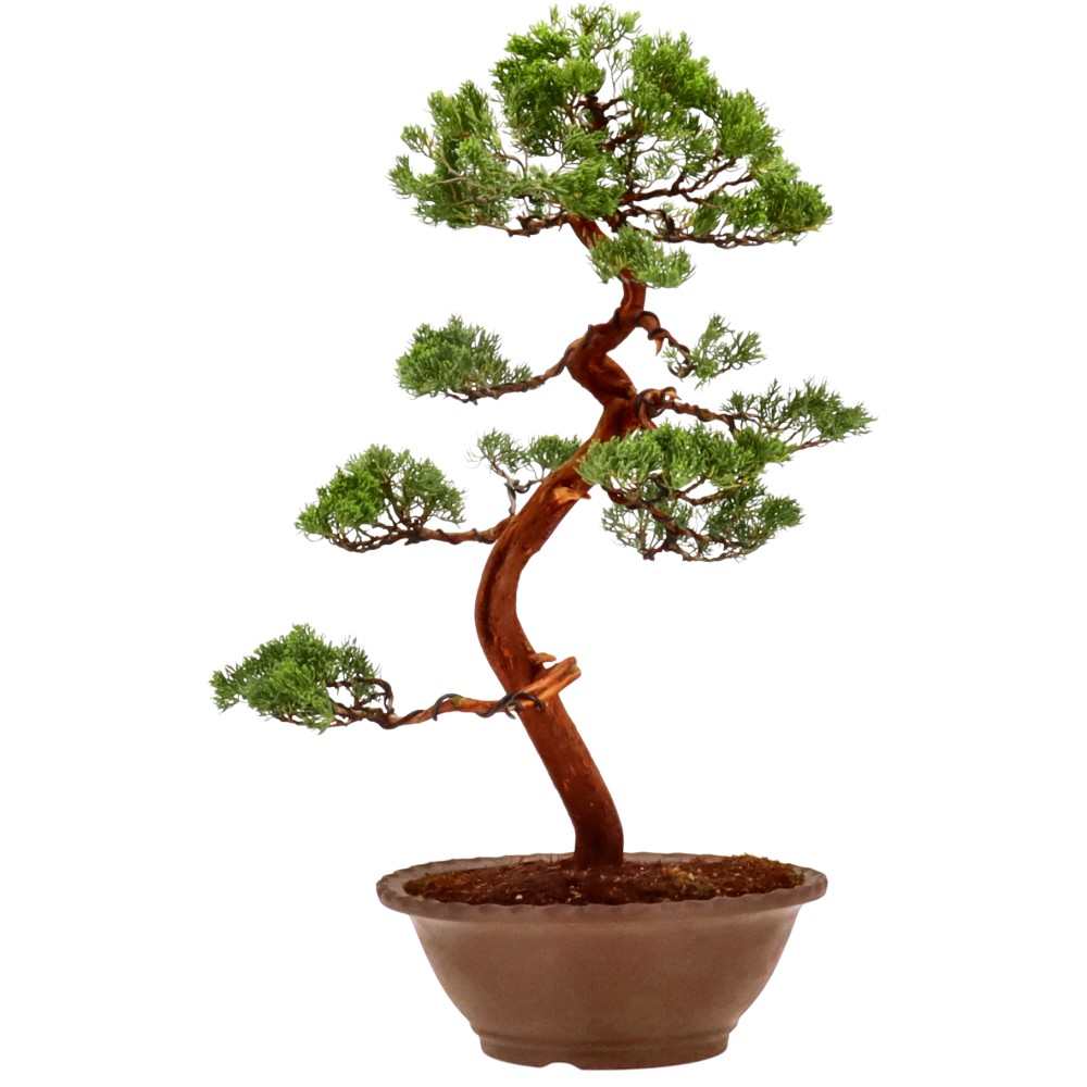 bonsai.fallbackImageTitle bonsai.fallbackImageTitle