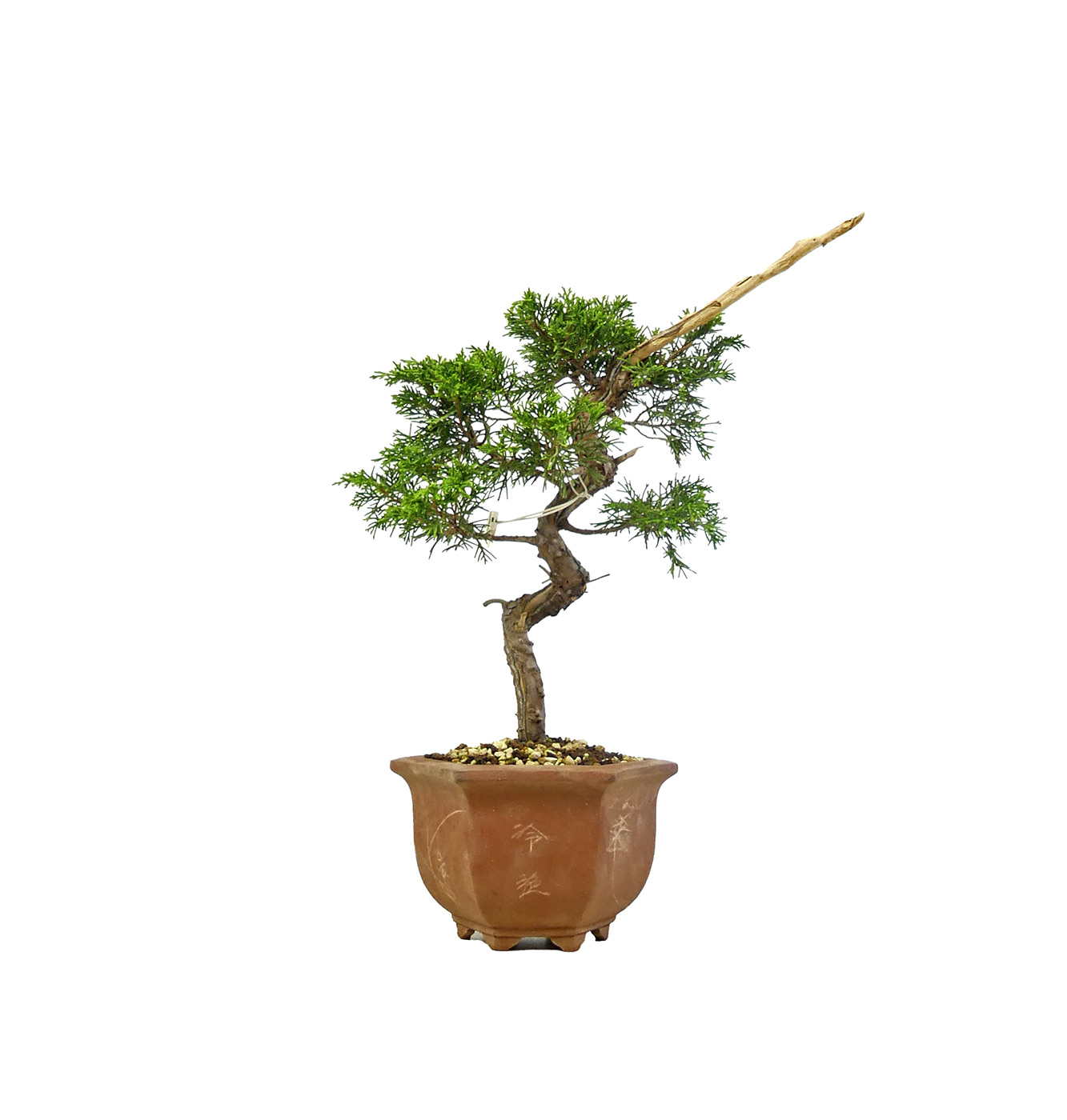 bonsai.fallbackImageTitle bonsai.fallbackImageTitle