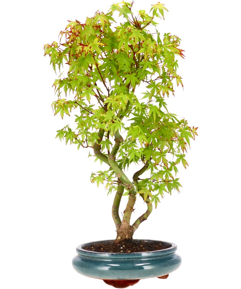 bonsai.fallbackImageTitle bonsai.fallbackImageTitle