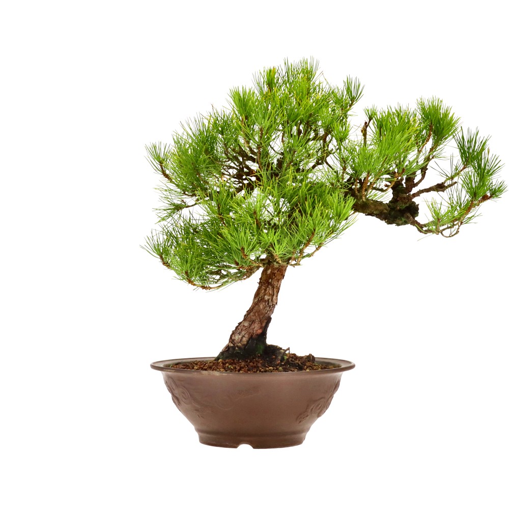 bonsai.fallbackImageTitle