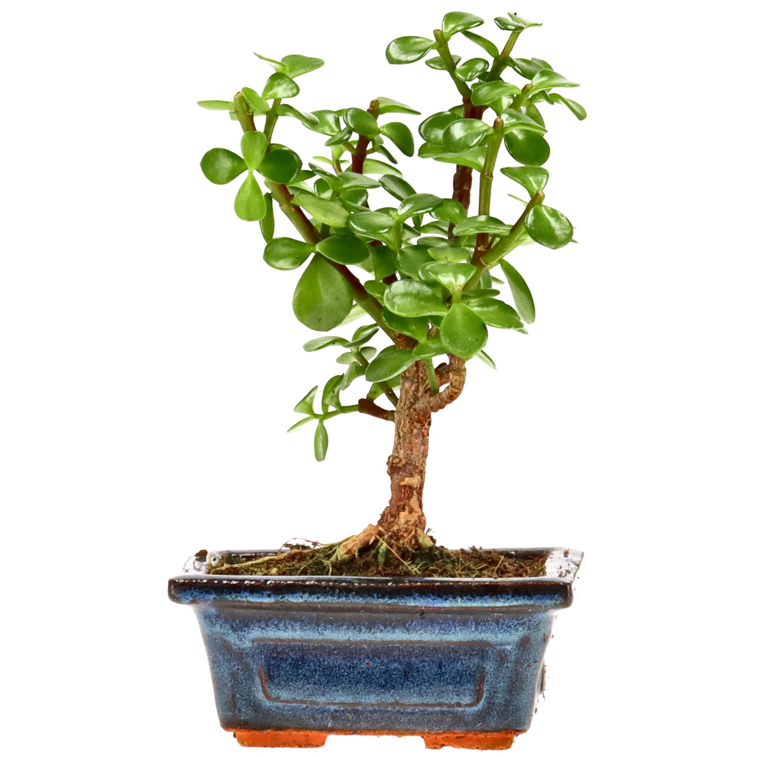 Elephant bush, approx. 5 y. (17 cm)