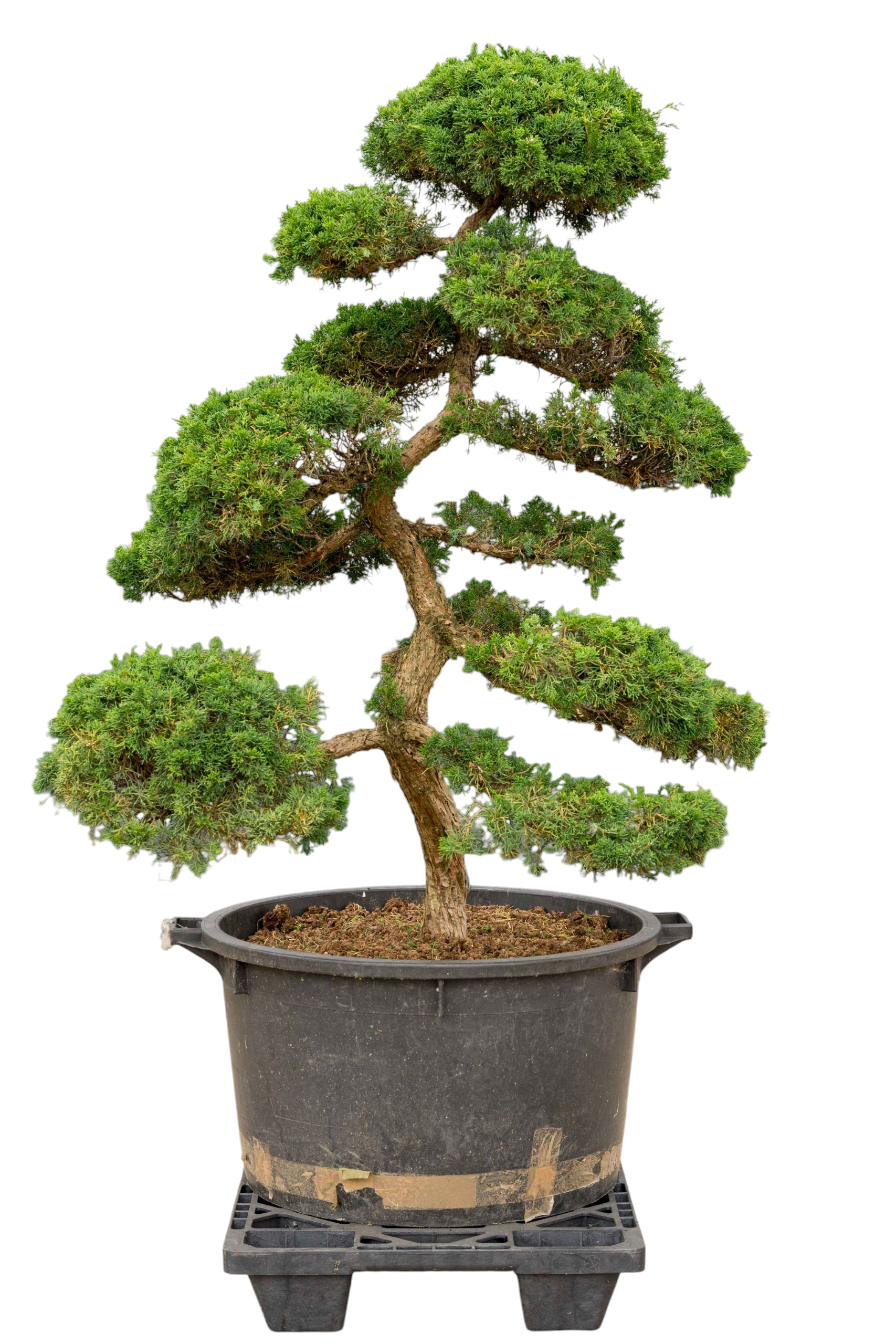 Tuinbonsai - Chinese jeneverbes, ca. 40 j.