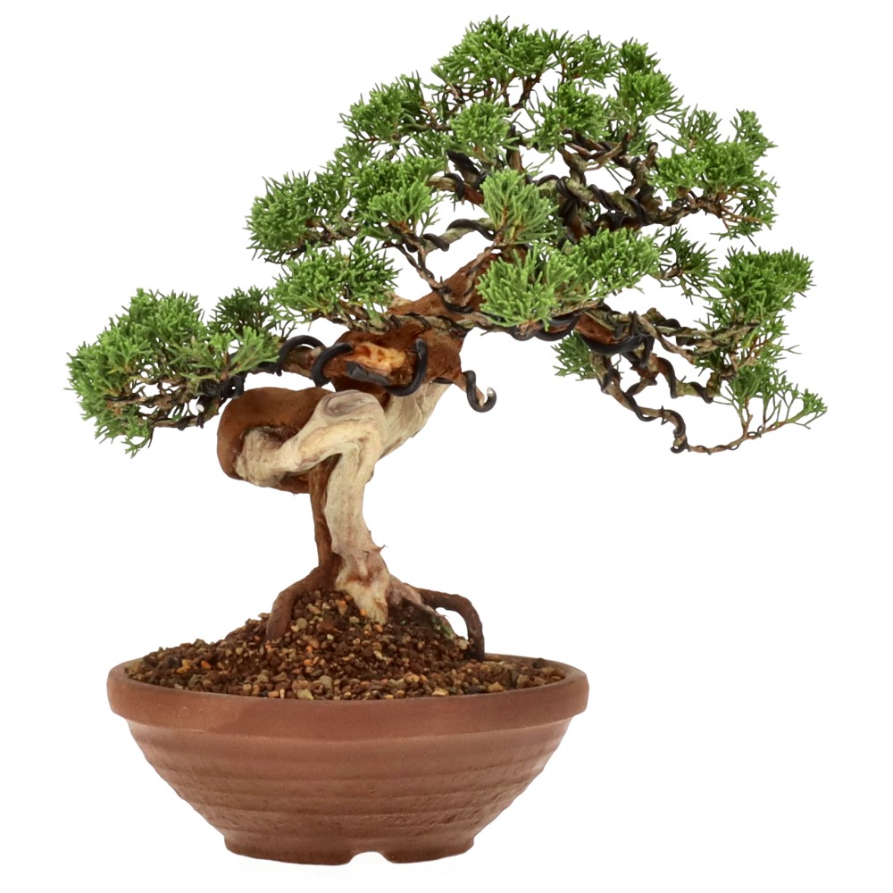 bonsai.fallbackImageTitle bonsai.fallbackImageTitle