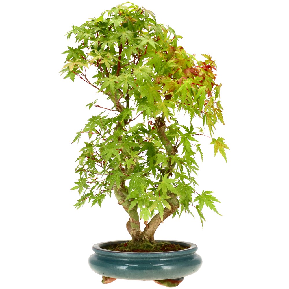 bonsai.fallbackImageTitle bonsai.fallbackImageTitle