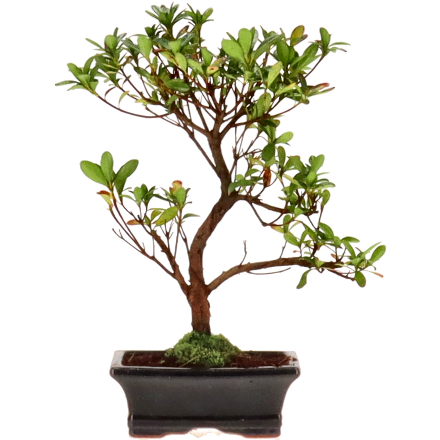 Azalea giapponese (Osakazuki), ca. 7 anni (28 cm)