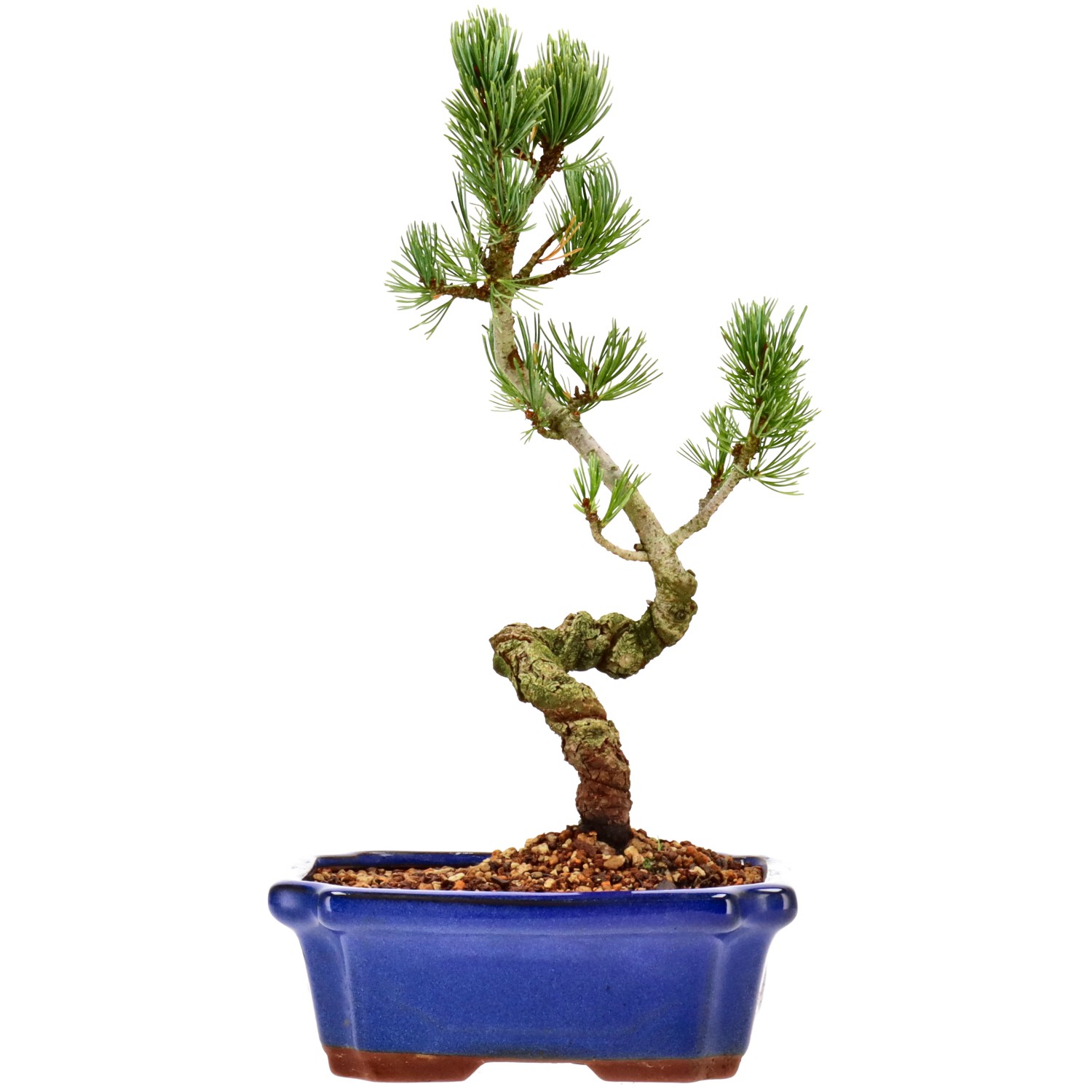 bonsai.fallbackImageTitle bonsai.fallbackImageTitle