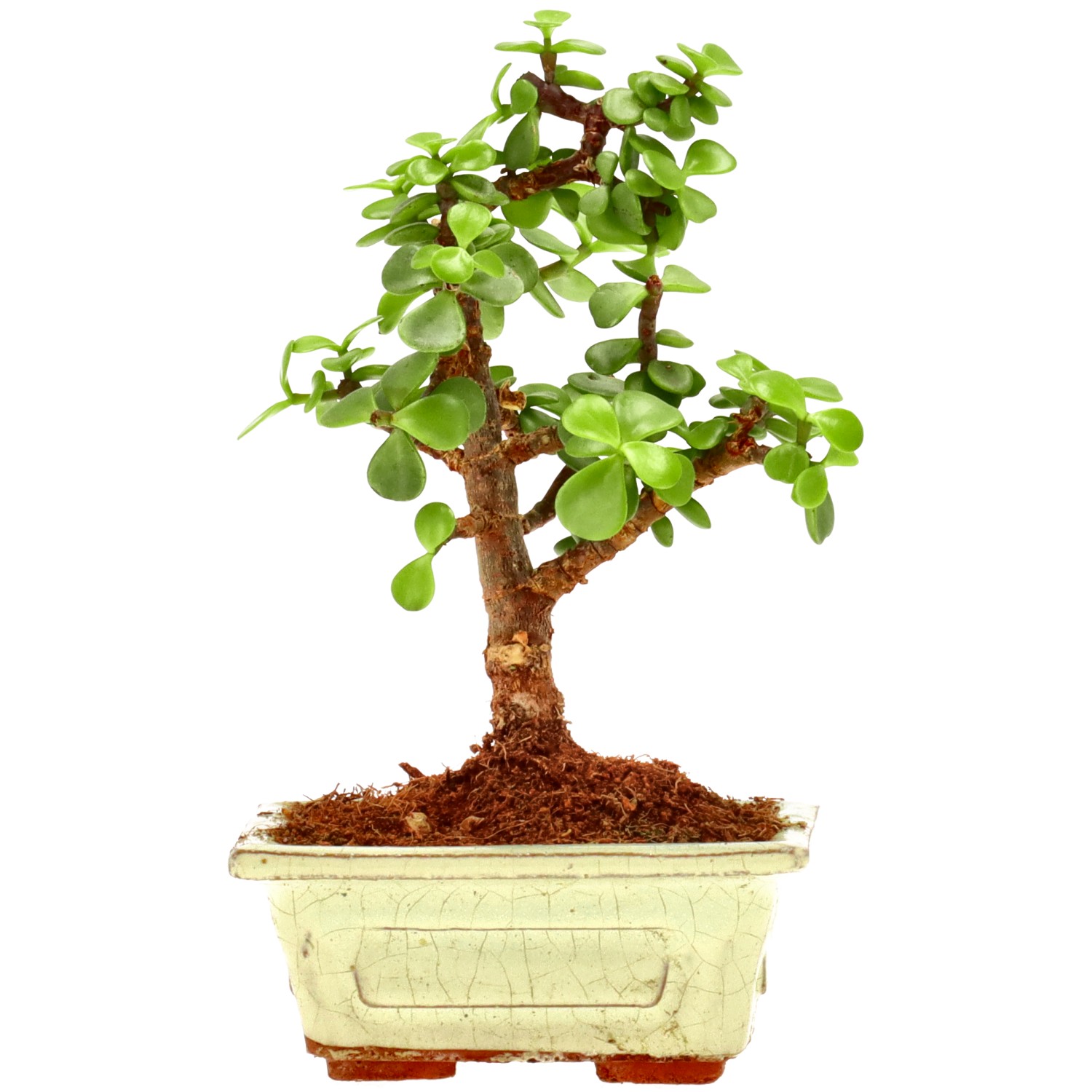 Cespuglio di Elefante, ca. 5 anni (16 cm)