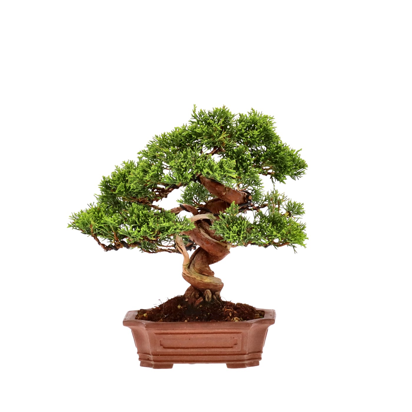 bonsai.fallbackImageTitle bonsai.fallbackImageTitle