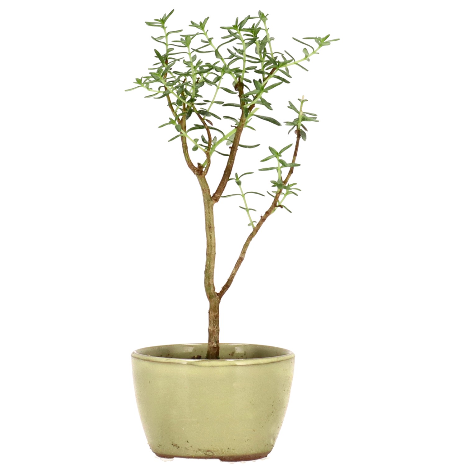 Albero di giada, ca. 2 anni (17 cm)