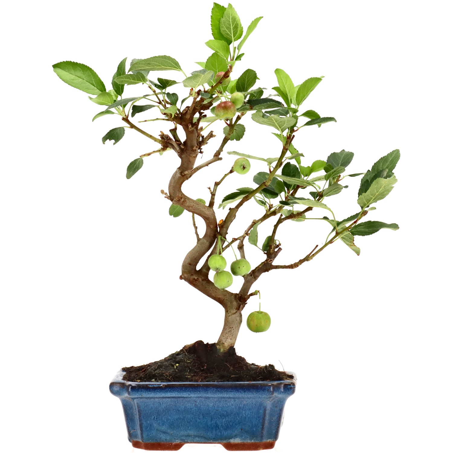 Manzano silvestre, aprox. 10 años (32 cm)