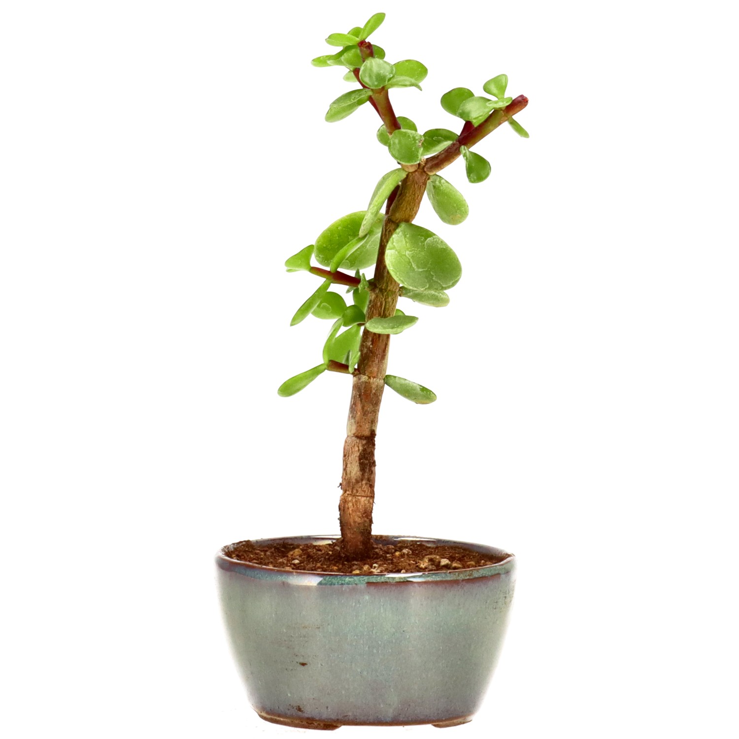 bonsai.fallbackImageTitle bonsai.fallbackImageTitle