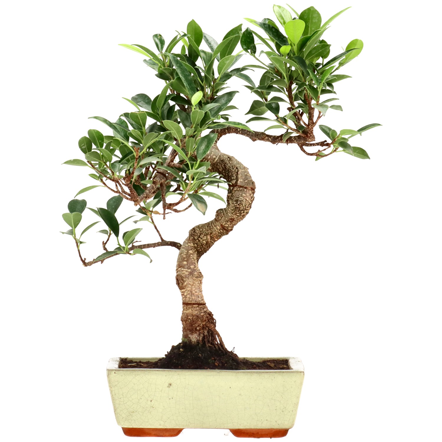 Ficus Retusa, aprox. 9 años (30 cm)