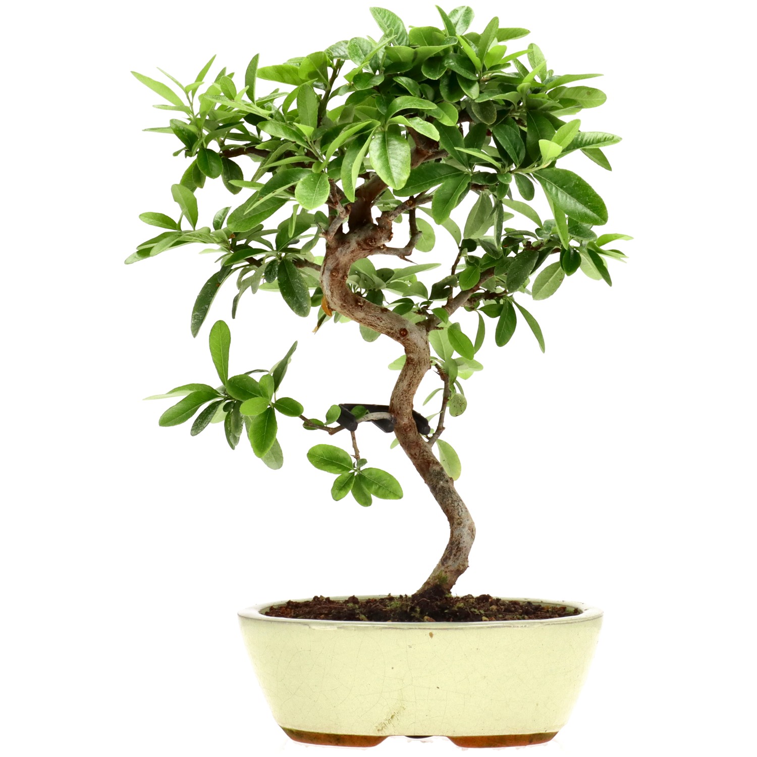 Pyracantha coccinea, env. 7 ans (32 cm)