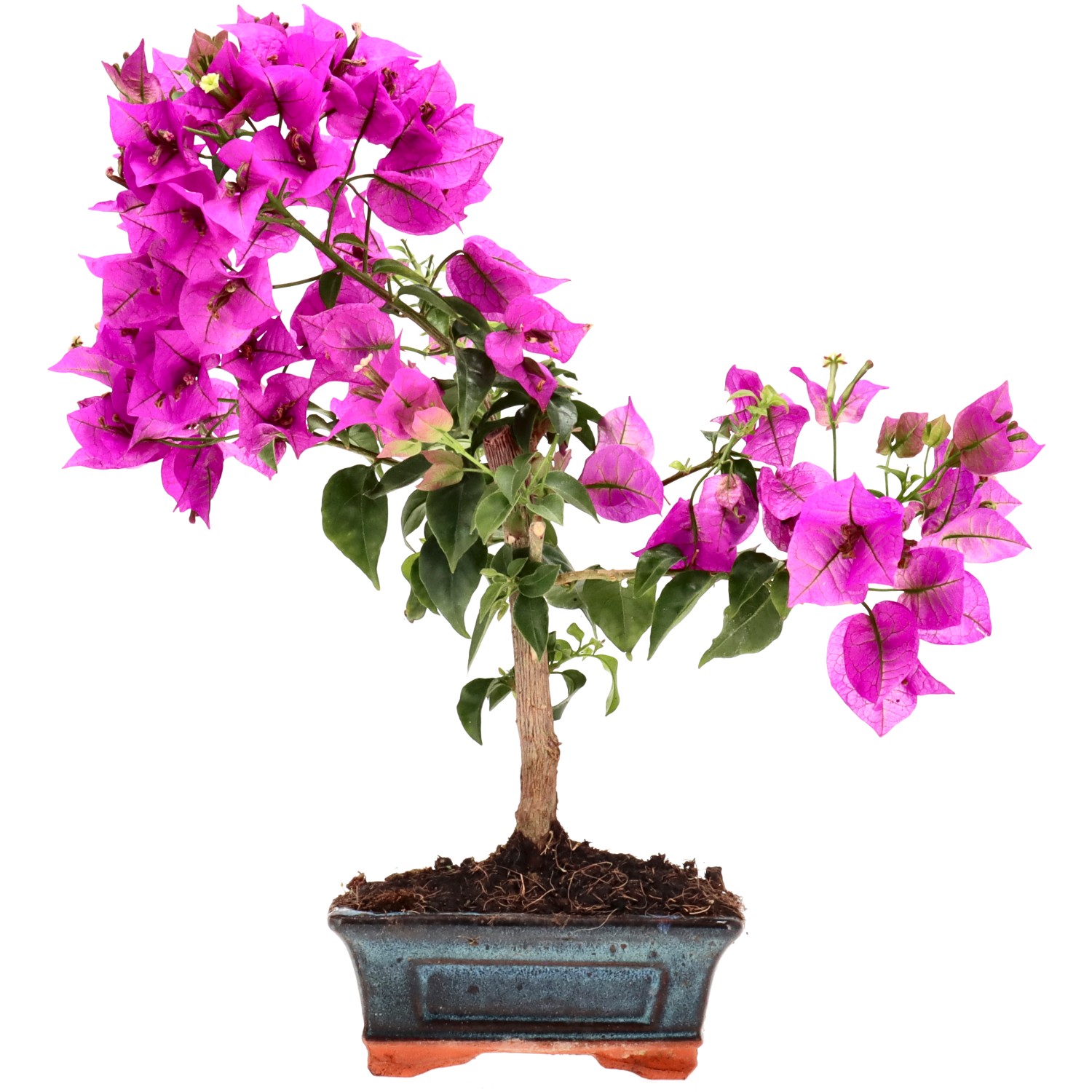 Bougainvillea, ca. 8 j. (31 cm)