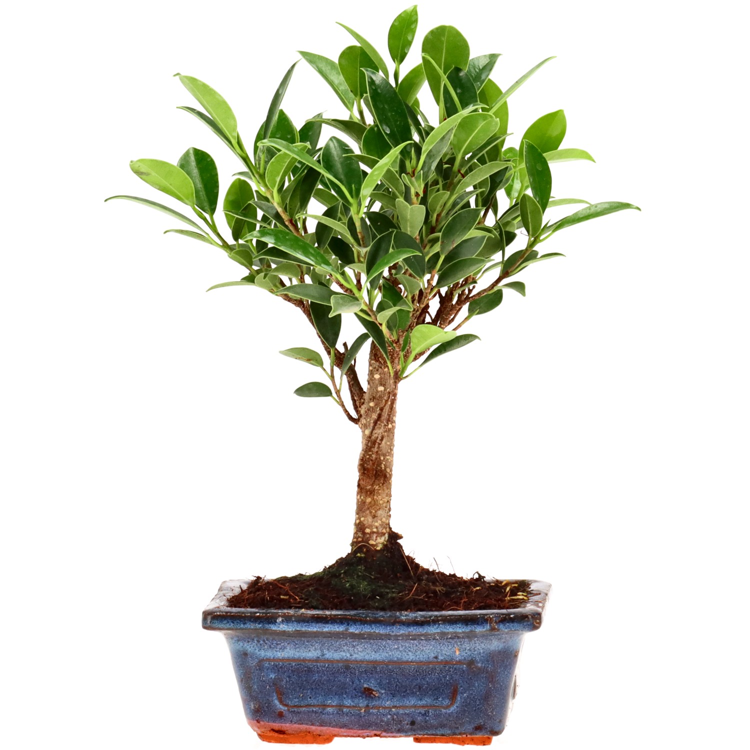 Ficus Retusa, ca. 5 anni (19 cm)