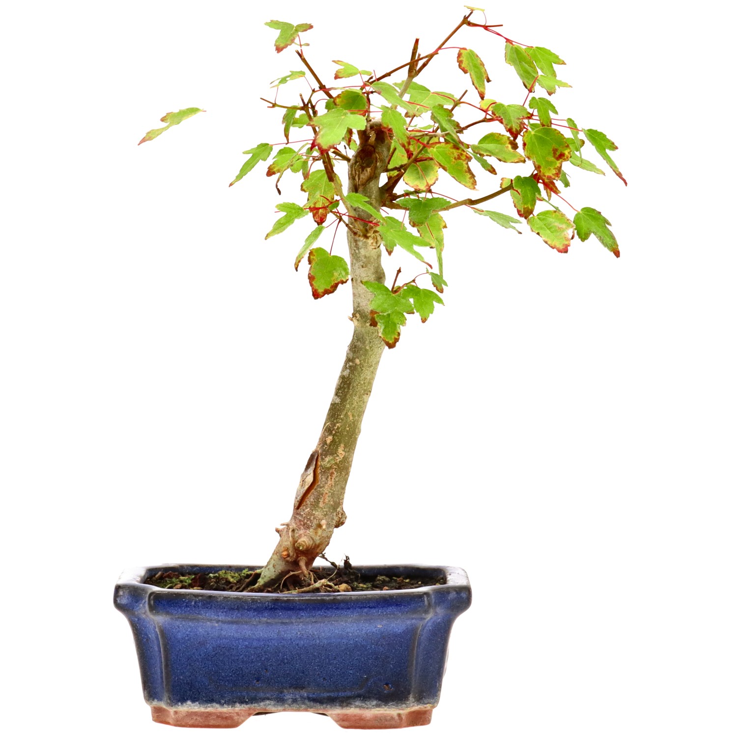 Trident Maple, approx. 6 y. (24 cm)