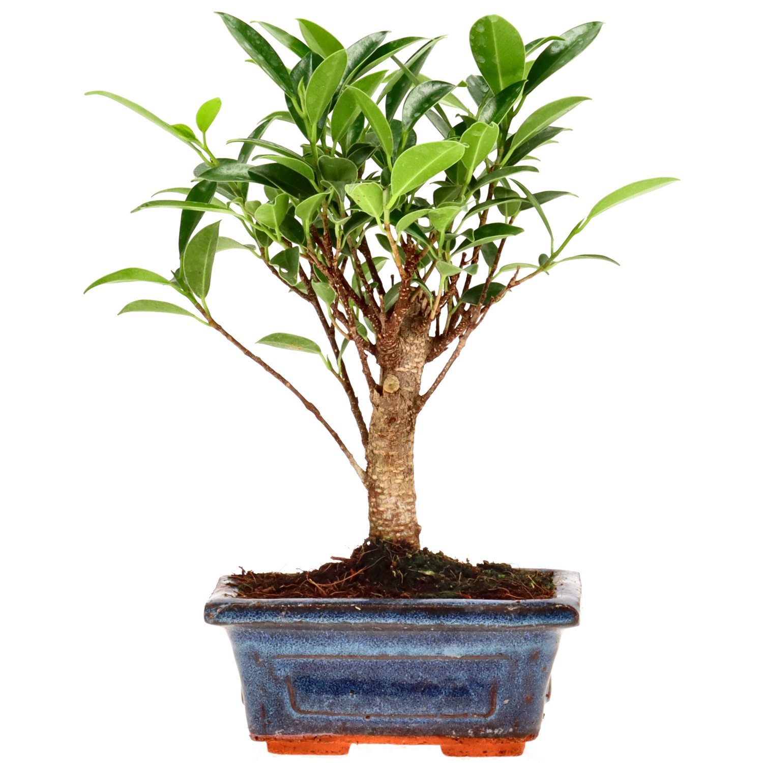 Ficus Retusa, aprox. 5 años (16 cm)