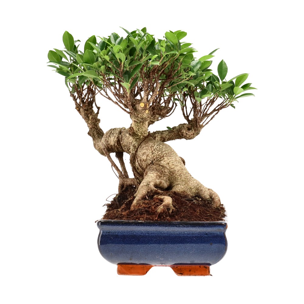 Ficus Retusa, aprox. 22 años (30 cm)