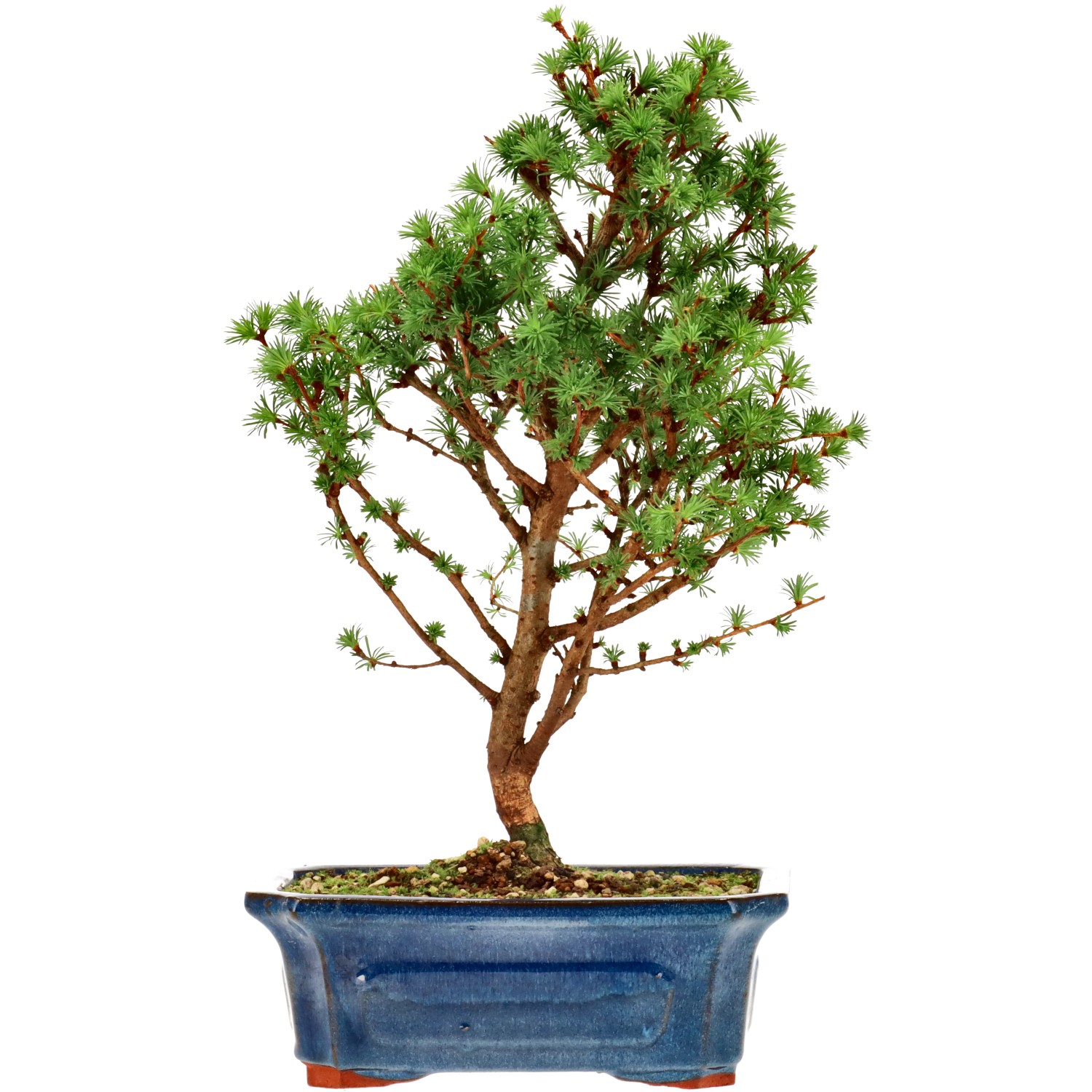 Larice del Giappone, ca. 10 anni (33 cm)