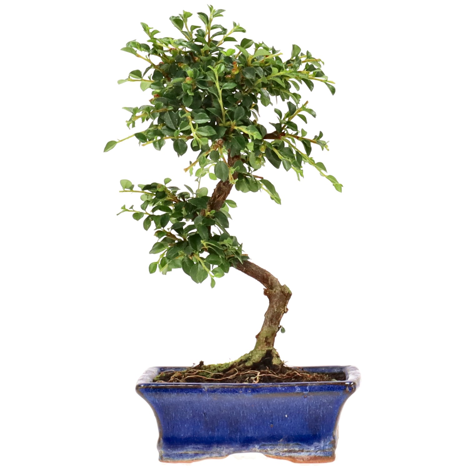 bonsai.fallbackImageTitle bonsai.fallbackImageTitle