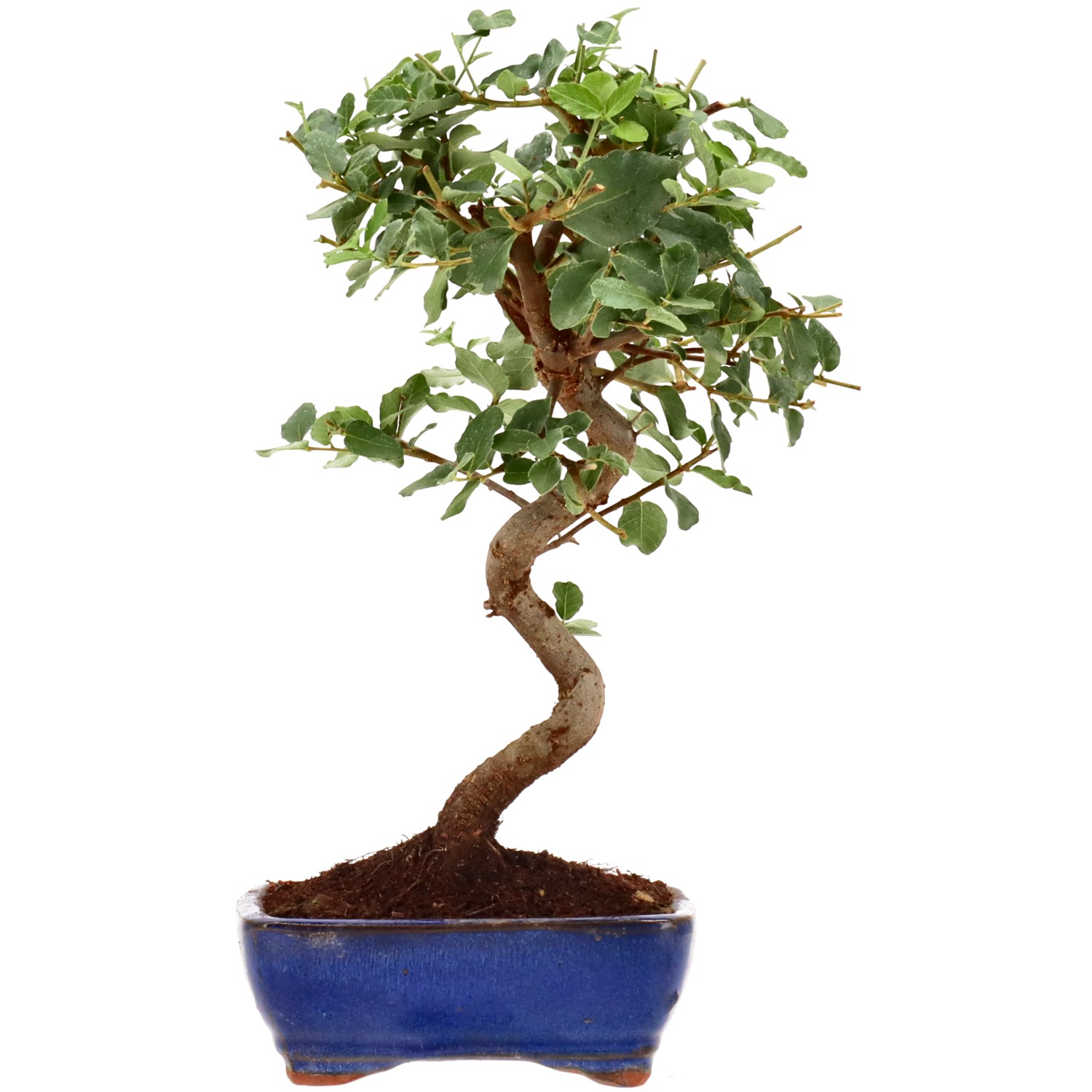 Alcornoque, aprox. 7 años (30 cm)
